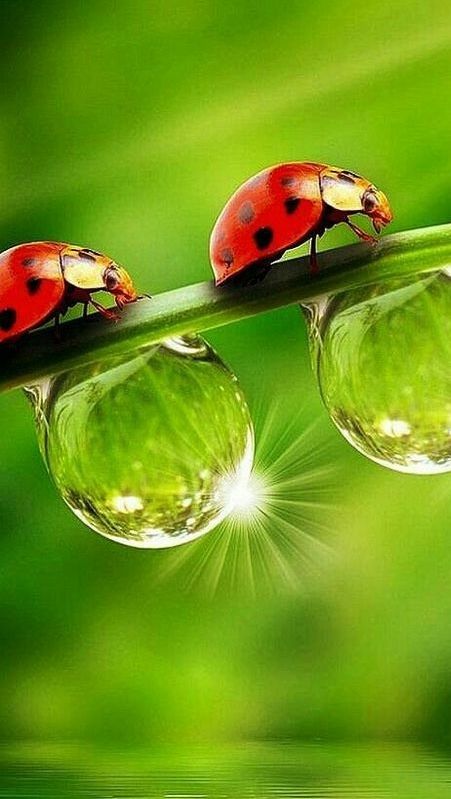 Oče, ki ljubi: DUŠNI BRAT IN SESTRA STA PRIJATELJA ZA ŽIVLJENJE, NISTA PARTNERJA, KER SKUPAJ IŠČETA POMOČ, NE LJUBEZEN. (Foto: Pinterest)